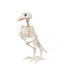 Squelette Corbeau 20CM