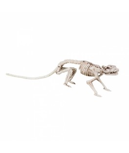 Squelette De Rat 35CM