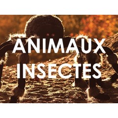 Animaux - Insectes