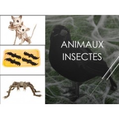 Animaux - Insectes